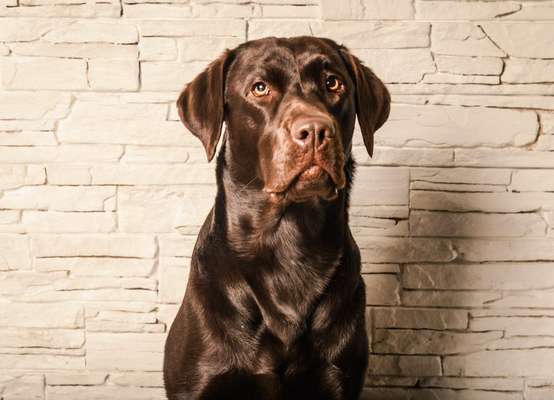 Fotochallange Nr. 57     PORTRÄT.   Beendet!!!!!!!!-Beitrag-Bild