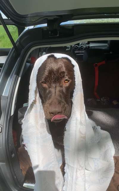 Hier ist der Spaßthread. Zum Schmunzeln und Kaputtlachen-Beitrag-Bild