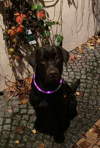 Die Dogorama Kalender Challenge Teil 1/4-Beitrag-Bild