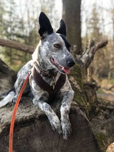 Die Dogorama Wochen Challenge: “Dein Hund im Urlaub”-Beitrag-Bild