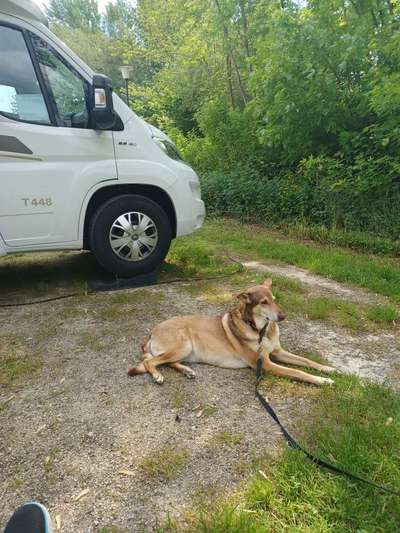 Hund aus dem Spanischen Tierschutz-Beitrag-Bild