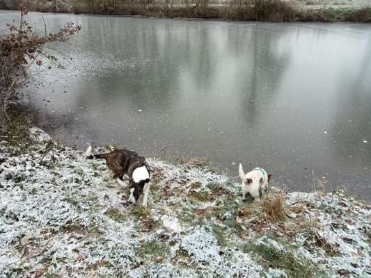 Hundetreffen-Gassi Gehen an der Ohm-Bild