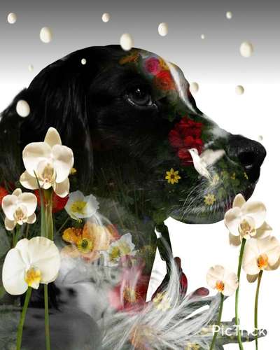 Photomontagen mit Hund-Beitrag-Bild