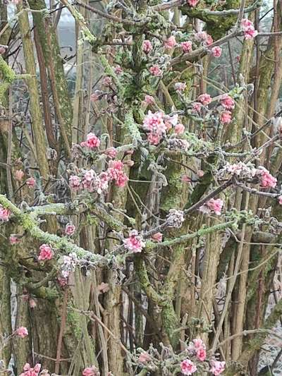 Die wunderschöne Welt mit Hund.-Beitrag-Bild