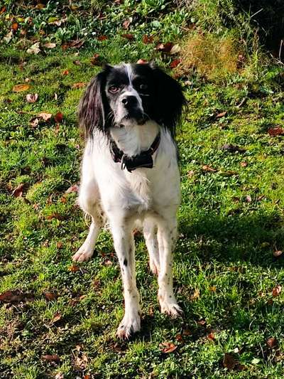 Fotochallenge Nr 55  -  Hund im November--Beitrag-Bild