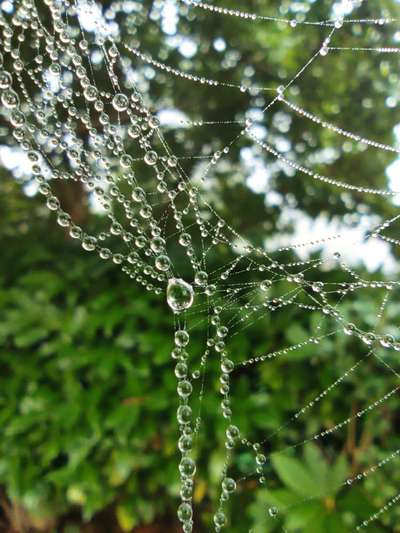 Die wunderschöne Welt mit Hund.-Beitrag-Bild
