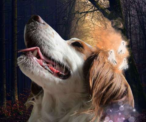 Fotochallange Nr.53 "HALLOWEEN"-Beitrag-Bild