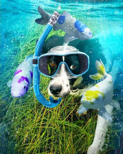 Photomontagen mit Hund-Beitrag-Bild