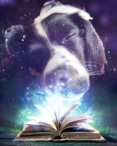 Photomontagen mit Hund-Beitrag-Bild