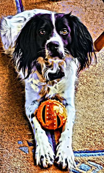 Der Hund als Cartoon-Beitrag-Bild