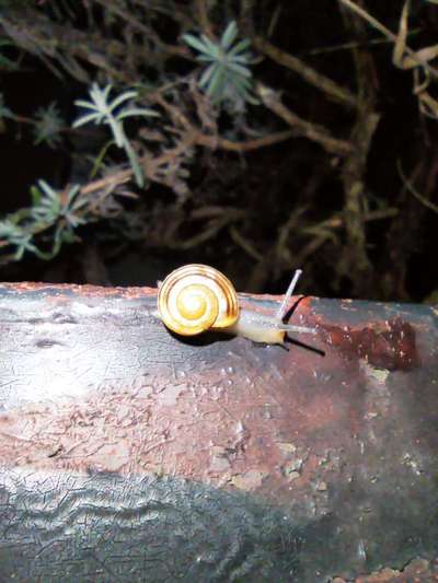 Die wunderschöne Welt mit Hund.-Beitrag-Bild