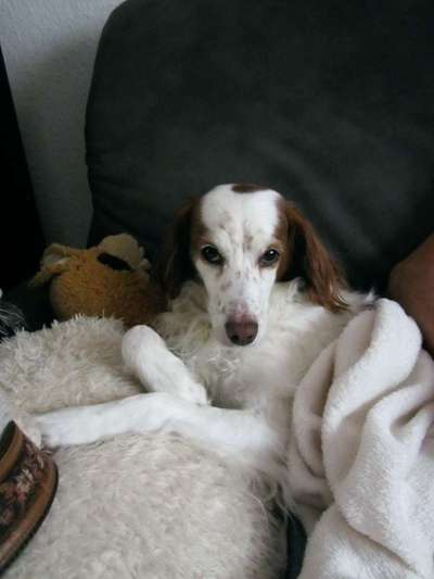 Epagneul Breton-Beitrag-Bild