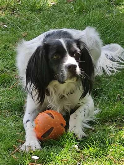 Challenge 41 - Mein Hund im Urlaub-Beitrag-Bild