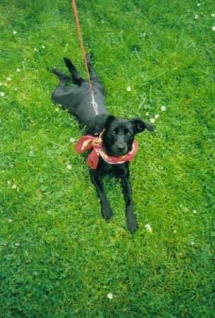 Die Dogorama Monats Challenge "Es grünt und blüht"-Beitrag-Bild