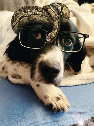 Photomontagen mit Hund-Beitrag-Bild