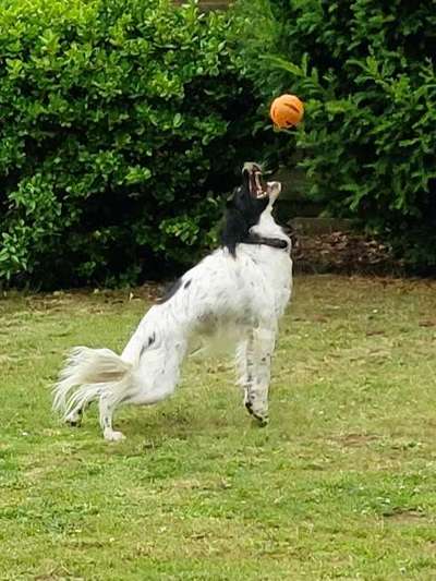 43. Fotochallenge-Zeigt mir eure Ball oder Frisbee verrueckten Hunde-Beitrag-Bild