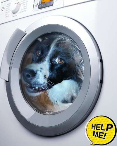 Photomontagen mit Hund-Beitrag-Bild