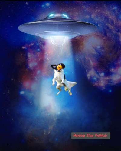 Photomontagen mit Hund-Beitrag-Bild