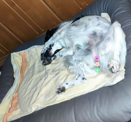 Die Dogorama Wochen Challenge-Beitrag-Bild