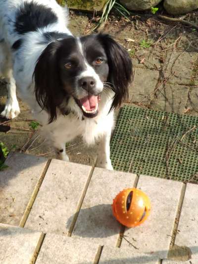 Hund aus dem Spanischen Tierschutz-Beitrag-Bild