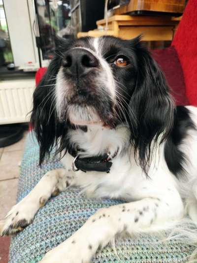 Epagneul Breton-Beitrag-Bild