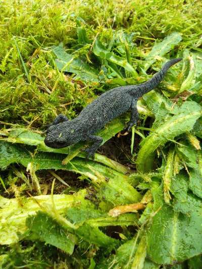 Die wunderschöne Welt mit Hund.-Beitrag-Bild