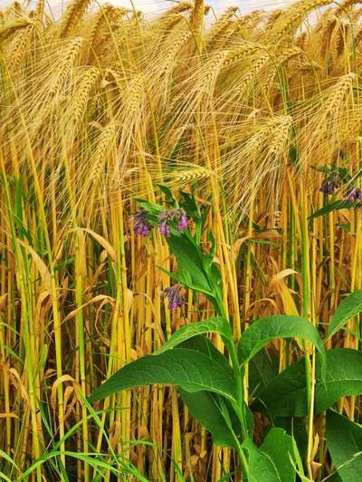 Die wunderschöne Welt mit Hund.-Beitrag-Bild