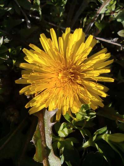 Die wunderschöne Welt mit Hund.-Beitrag-Bild