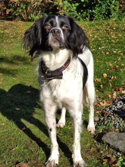 Challenge 23 : "  Euer Hund beim Frühlingserwachen "-Beitrag-Bild