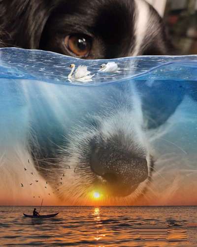 Photomontagen mit Hund-Beitrag-Bild