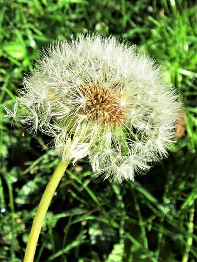Die wunderschöne Welt mit Hund.-Beitrag-Bild