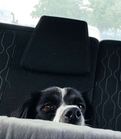 FOTOCHALLENGE 70 - Dein Hund im Auto-Beitrag-Bild