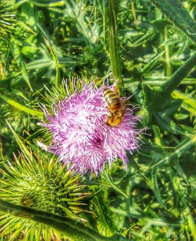 Die wunderschöne Welt mit Hund.-Beitrag-Bild