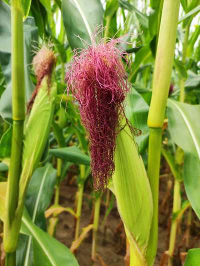 Die wunderschöne Welt mit Hund.-Beitrag-Bild