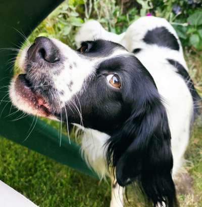 Die Dogorama-Wochen-Challenge "Die schönste Grimasse"-Beitrag-Bild