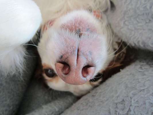 Die Dogorama Wochen Challenge-Beitrag-Bild