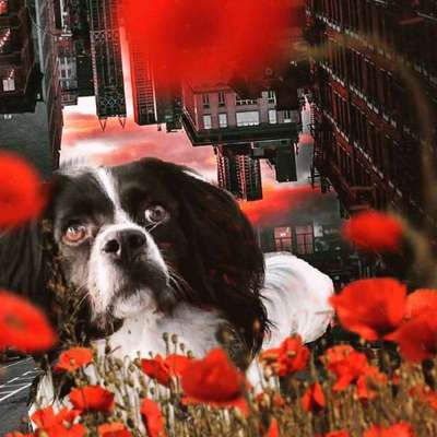 Epagneul Breton-Beitrag-Bild