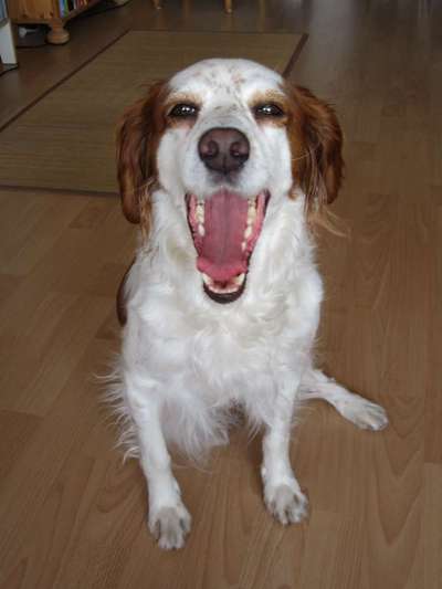 Fotochallenge Nr. 47 - Zeigt die Zähne-Beitrag-Bild