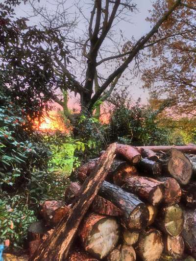 Die wunderschöne Welt mit Hund.-Beitrag-Bild