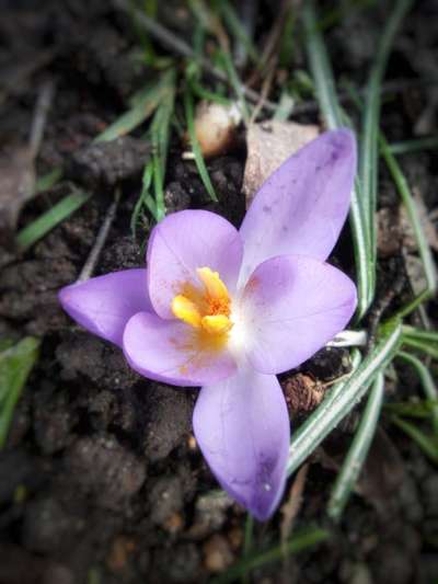 Die wunderschöne Welt mit Hund.-Beitrag-Bild