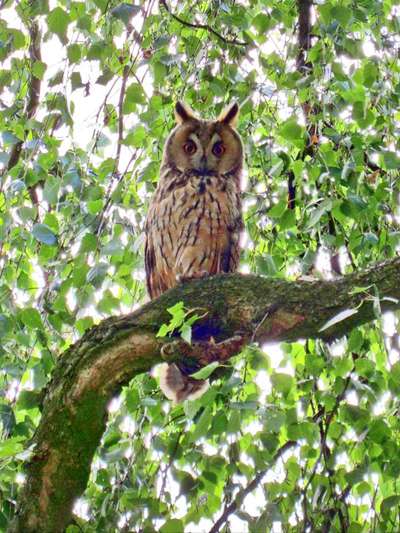 Die wunderschöne Welt mit Hund.-Beitrag-Bild