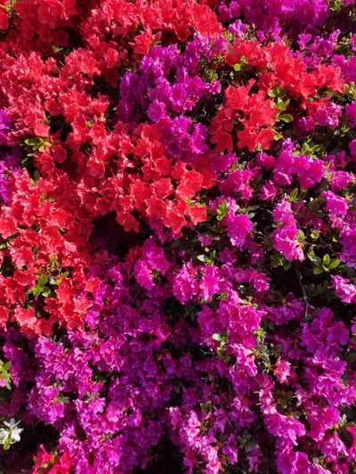 Die wunderschöne Welt mit Hund.-Beitrag-Bild