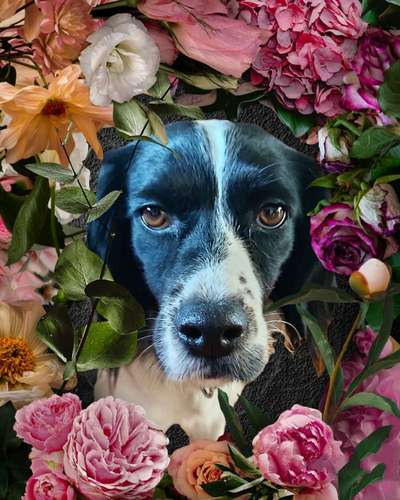 Die Dogorama Kalender Challenge Titelbild-Beitrag-Bild