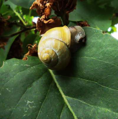 Die wunderschöne Welt mit Hund.-Beitrag-Bild