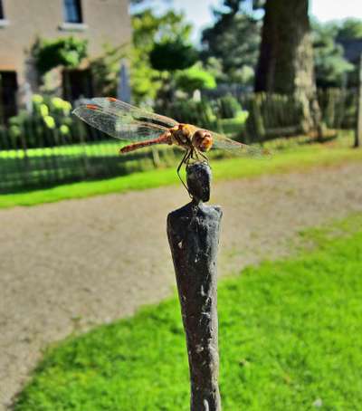 Die wunderschöne Welt mit Hund.-Beitrag-Bild
