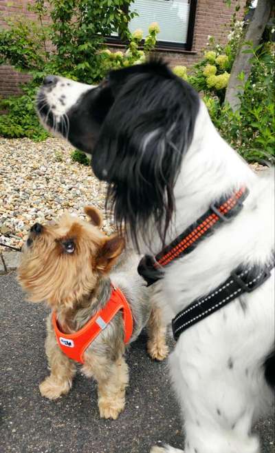 Dogorama Photo Challenge - Die besten Hundebuddys-Beitrag-Bild