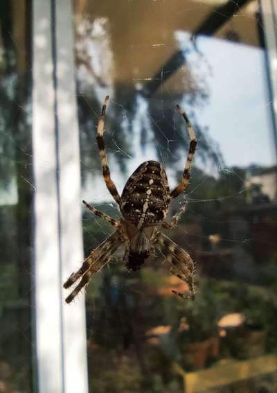 Die wunderschöne Welt mit Hund.-Beitrag-Bild