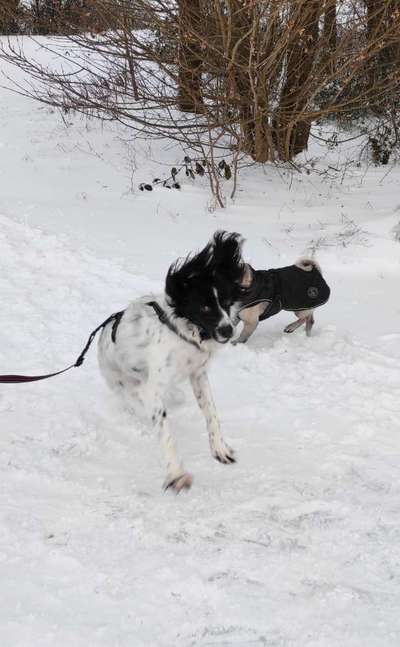 Challenge Nr. 16         Dynamik - Dein Hund in Bewegung-Beitrag-Bild