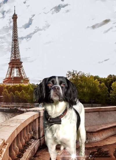 Photomontagen mit Hund-Beitrag-Bild