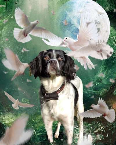 Photomontagen mit Hund-Beitrag-Bild